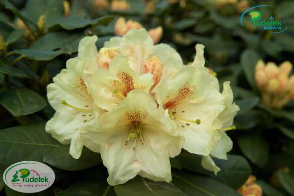 Rhododendron Goldbukett